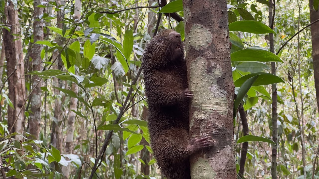 Ouriço-preto ameaçado de extinção e outros 41 animais silvestres são reintegrados à natureza em reserva da Bracell