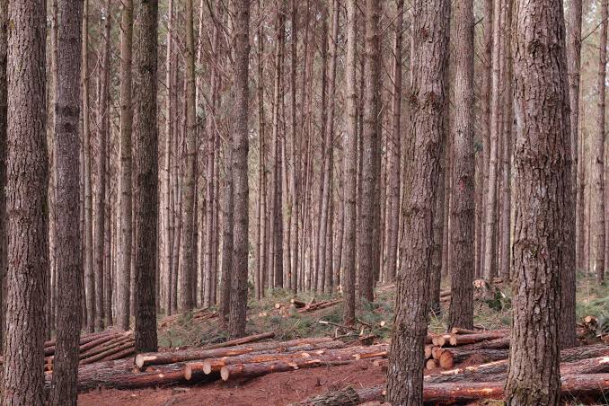 Smurfit Westrock leva 70 anos de pesquisa florestal para a Lignum Latin America 2026 e destaca avanços em Pinus e Eucalyptus