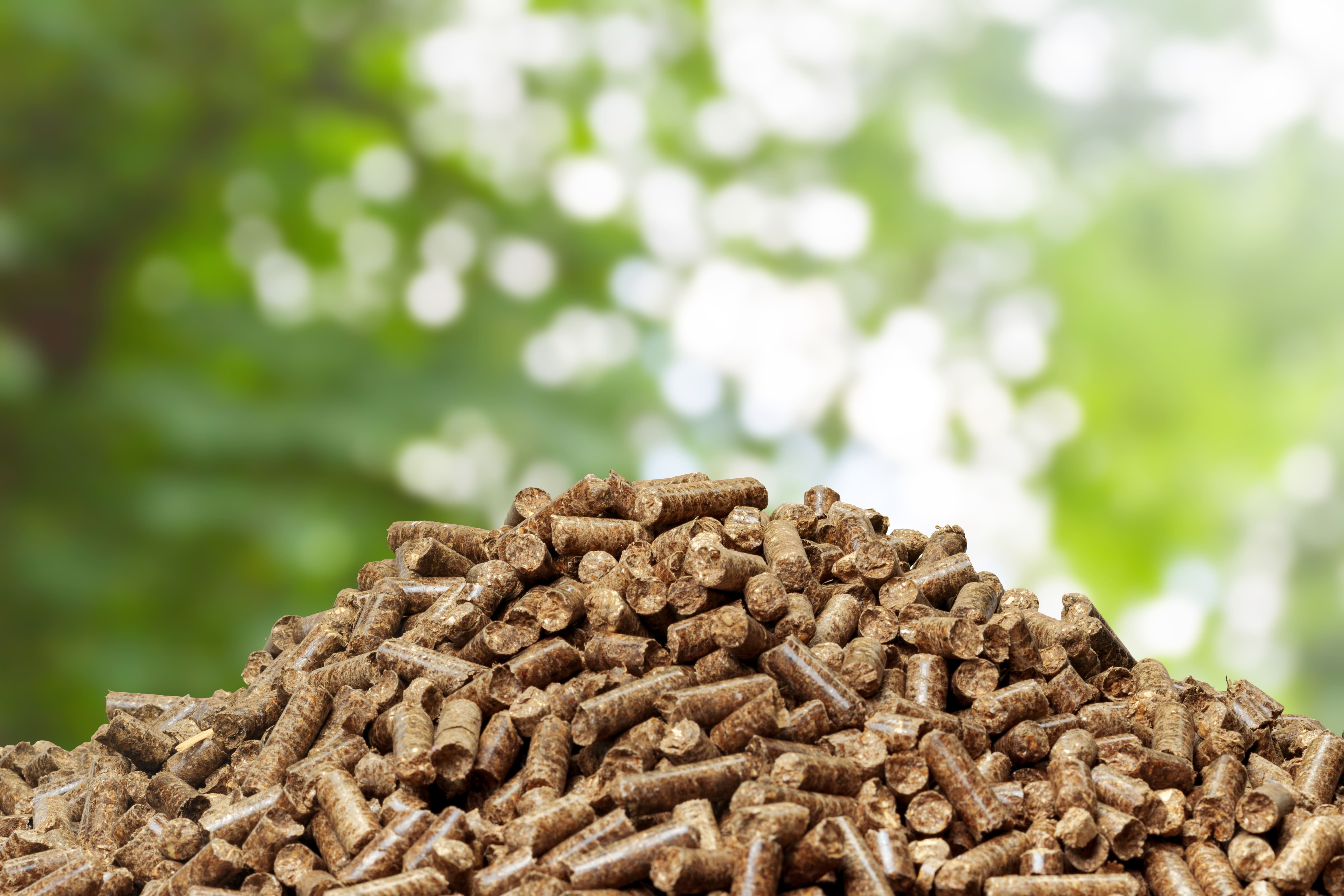 BIOMASSA FLORESTAL: O NOVO GARGALO DA BIOENERGIA BRASILEIRA