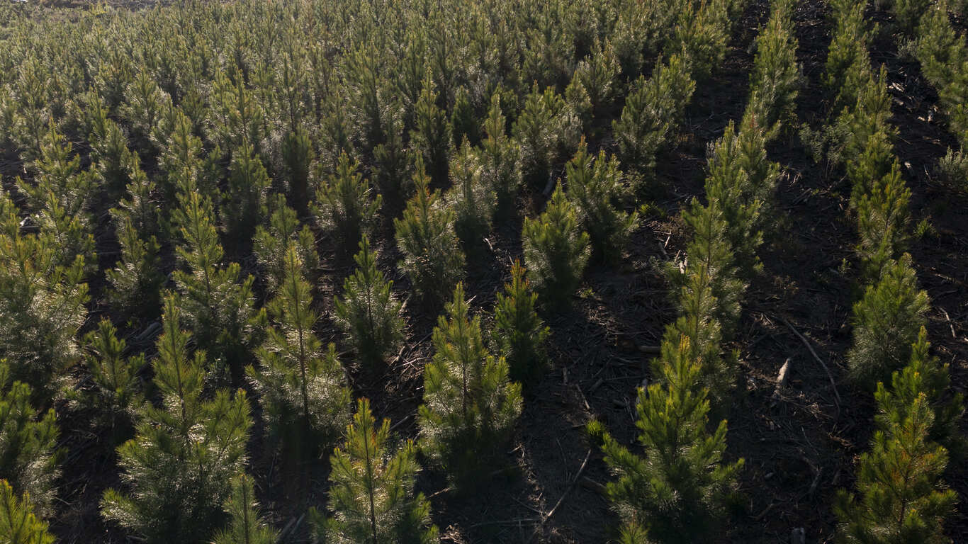 Irani reduz em 92% as emissões de carbono desde 2004 e fortalece compromisso com a sustentabilidade