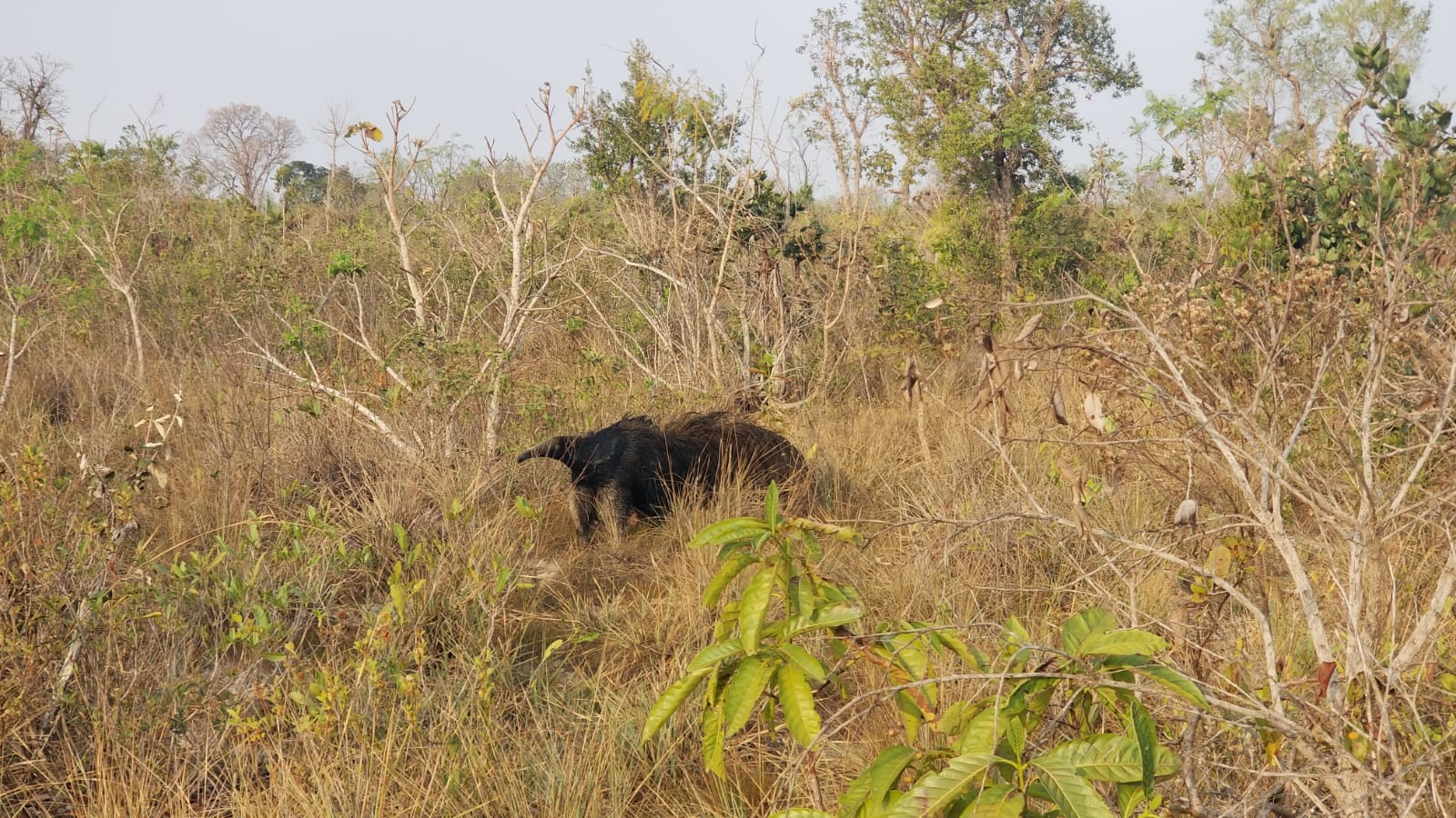 Área da Suzano em Ribas do Rio Pardo (MS) ganha nova reserva de proteção permanente ao Cerrado