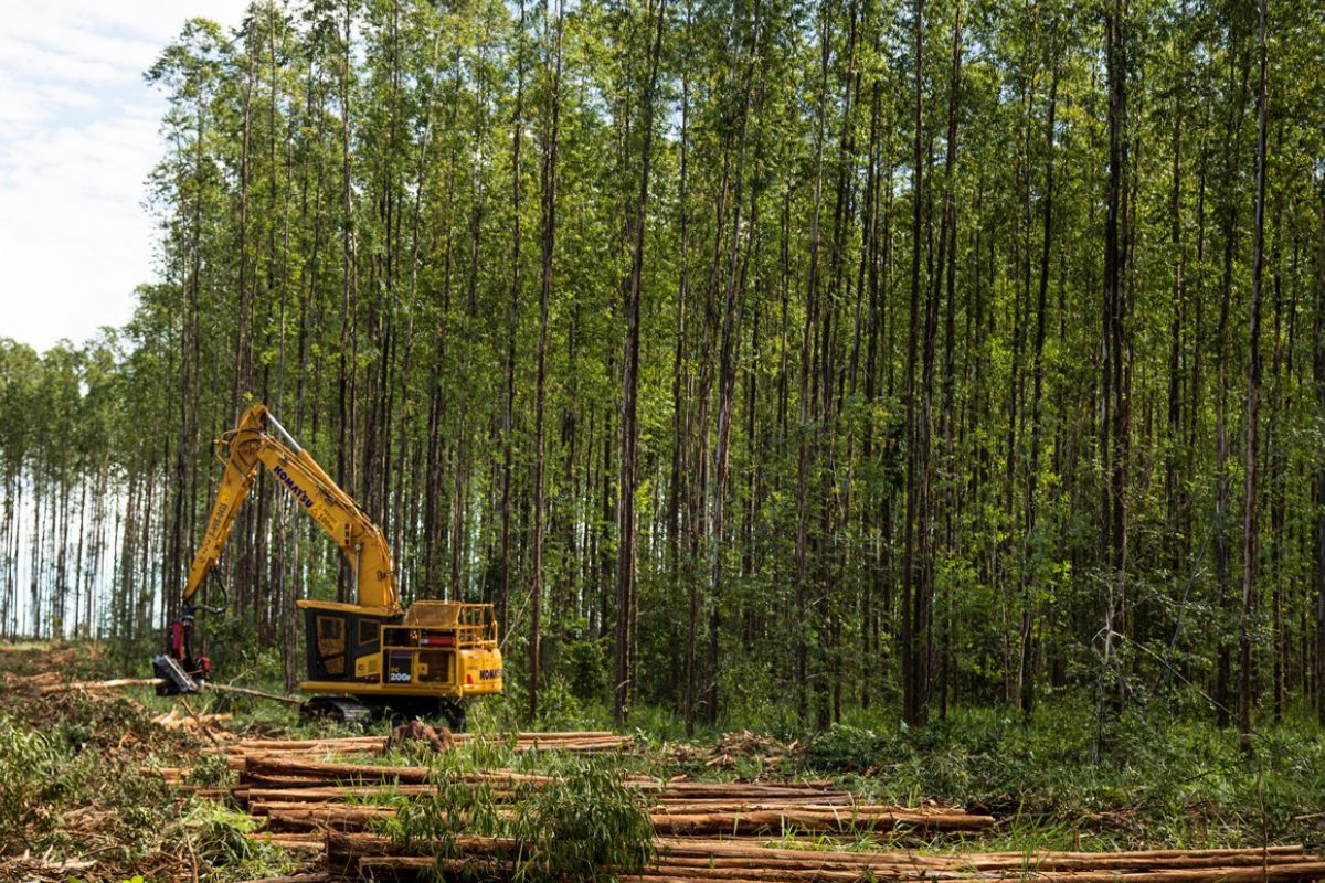Suzano abre 15 oportunidades de trabalho em Ribas do Rio Pardo e Três Lagoas (MS)