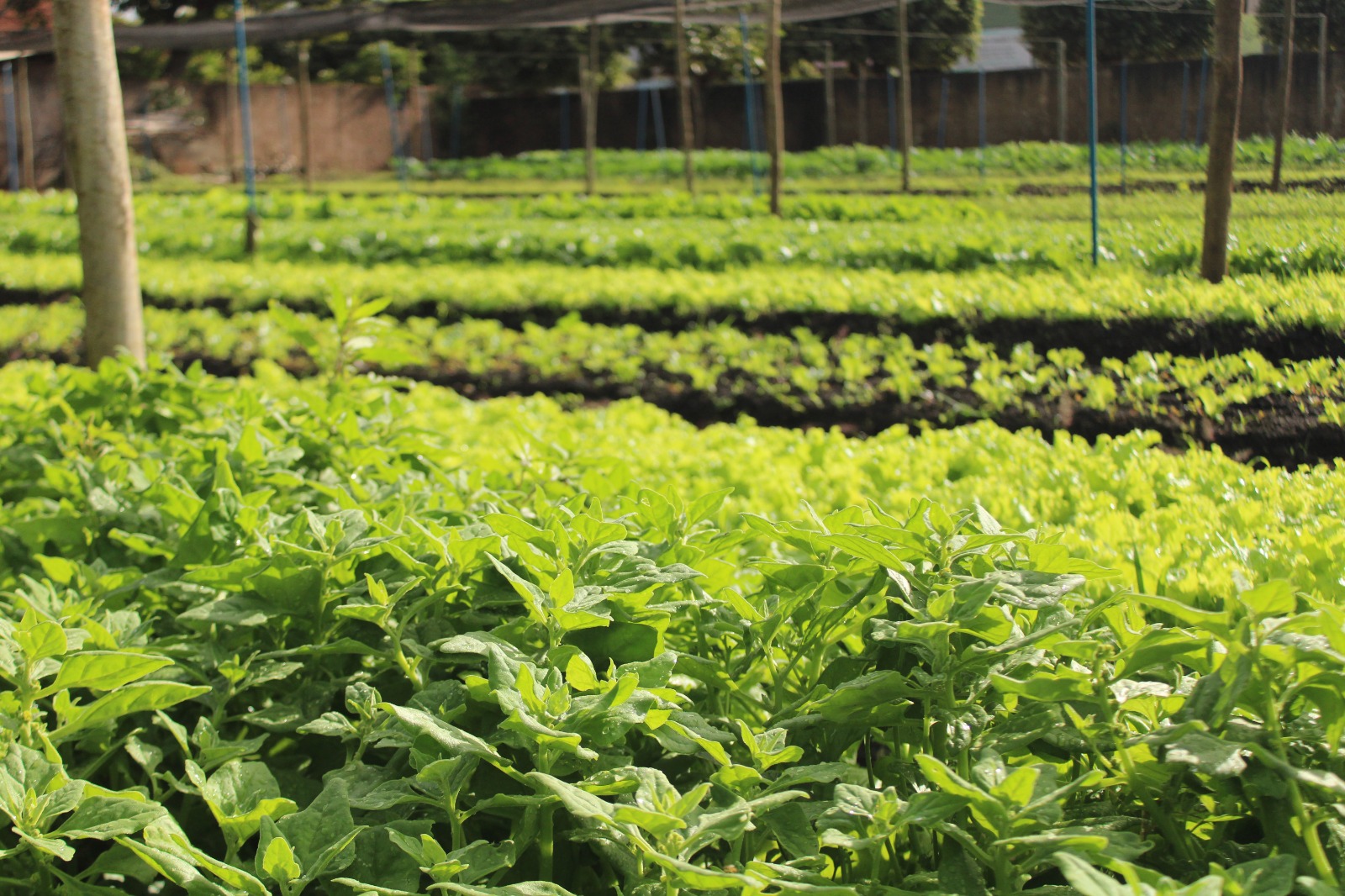 Famílias do Centro de Três Lagoas movimentam R$ 163,8 mil com produção de hortaliças apoiada pela Suzano